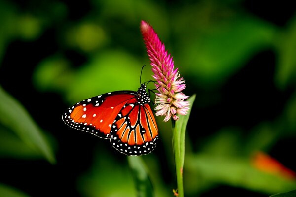 Butterfly on a flower in a green garden