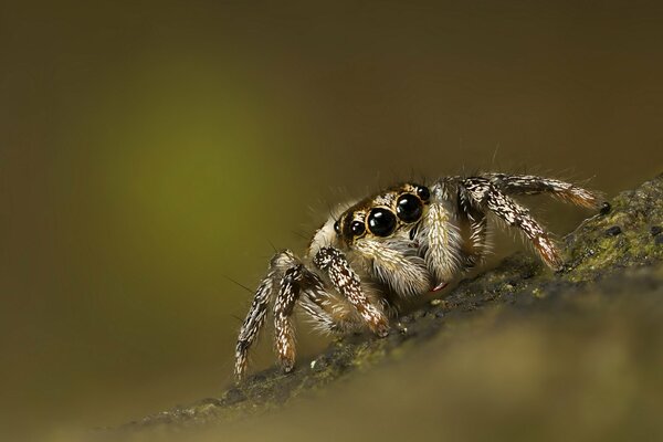 A furry spider on the bark of a tree