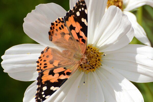 Foto macro de una mariposa sentada en una flor blanca