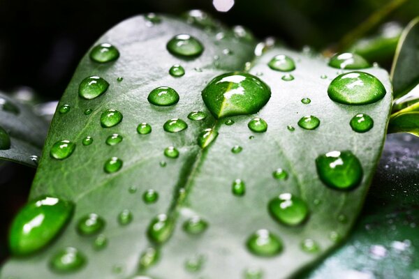 Rocío en una hoja verde