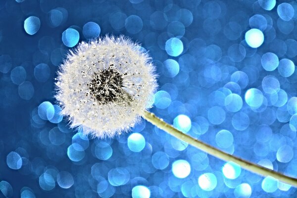 Dew drops on a white dandelion with highlights