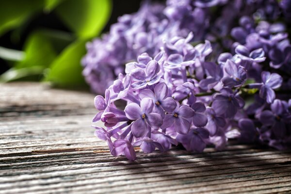 Purple lilac on a wooden table