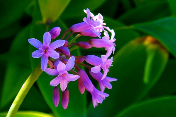 Photos of pink flowers in the garden