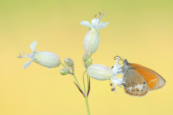 Schmetterling und Lilie auf gelbem Hintergrund