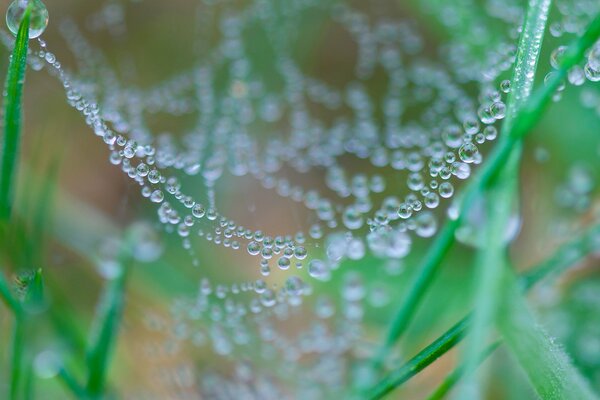 Gotas de rocío matutino en la telaraña