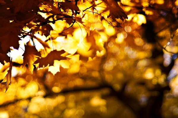 Beautiful autumn leaves on a tree under the sun