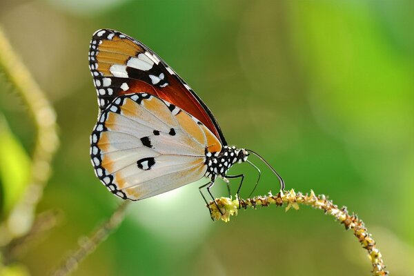 Butterfly on a plant macro photography