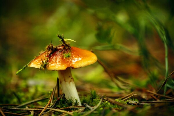 Öler im Wald, Makrofoto