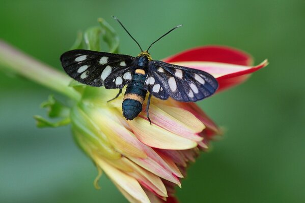 Schmetterling mit schwarzen Flügeln auf einer roten Dahlie