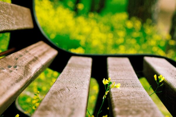 Fleurs jaunes floues et une image macro d un banc