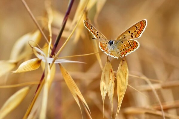 The butterfly sat down on a dry blade of grass