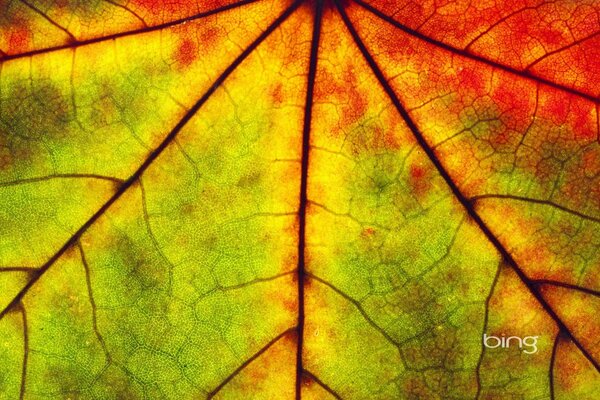 Herbstfarben auf einem Blatt Holz