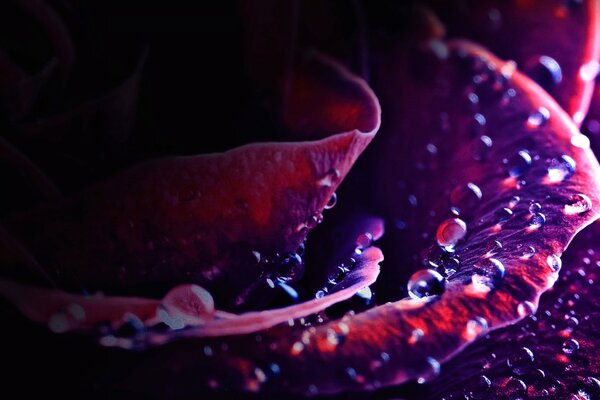 Macro photography of a rose with dew on the petals