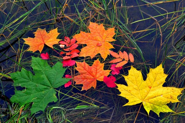 Feuilles d érable multicolores d automne