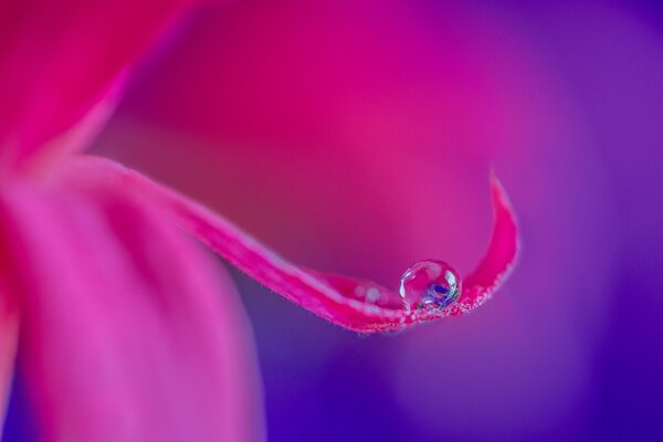 Gota de agua en el pétalo rosa brillante de la increíble belleza de la planta