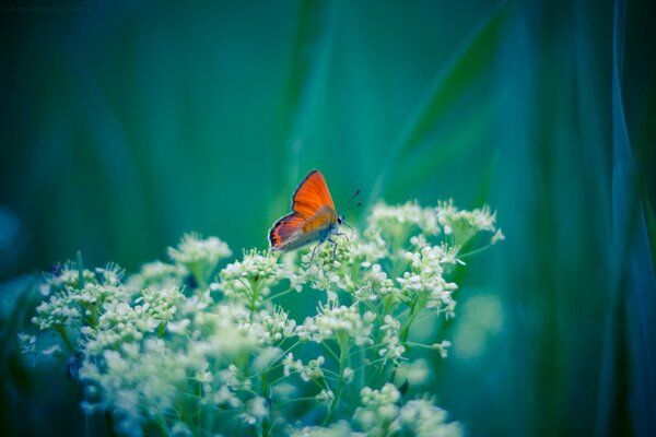 Matin été papillon