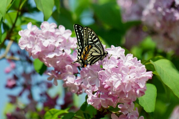 Sitzender Schmetterling auf blühendem Flieder