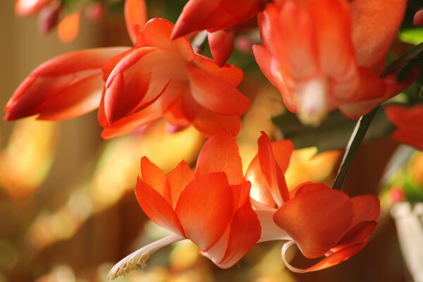 Fleurs étonnantes d été orange vif