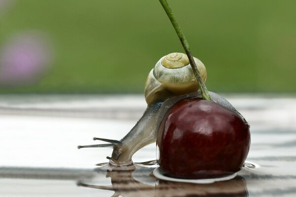 Un Caracol en una cereza bebe agua