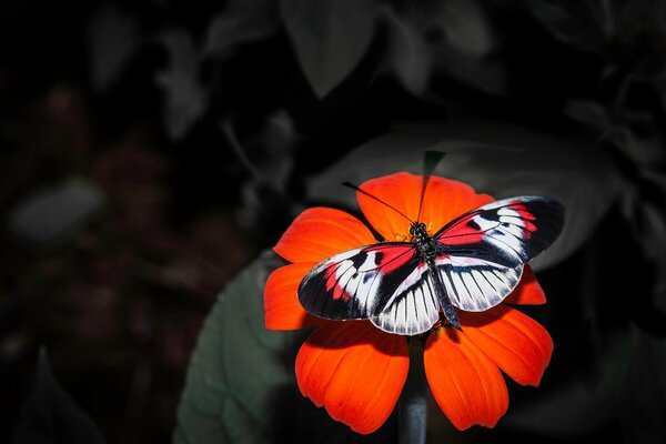 Ein Schmetterling mit einer Blume ist ein Ganzes