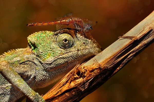 Gros plan de tir d une libellule assis sur la tête d un caméléon