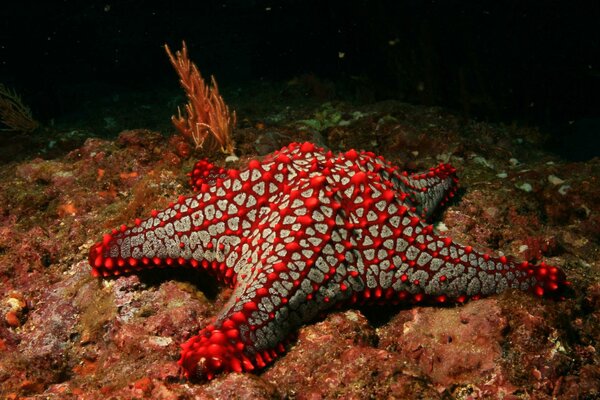 Estrella de mar roja en el fondo