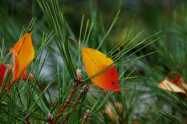 Feuilles d automne dans les aiguilles des aiguilles