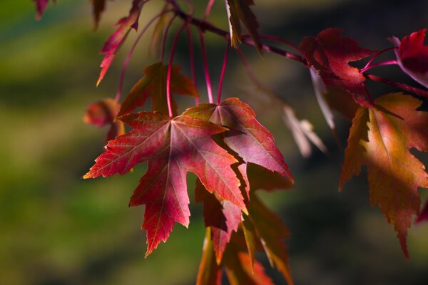 Feuilles d érable d automne Bordeaux sur une branche