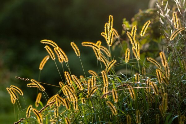 Gras gelbe Spitzen brennen