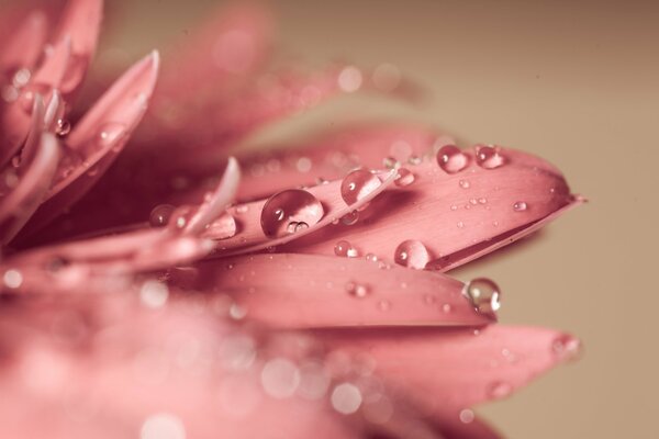 Macro fotografía de pétalos de flores con gotas de Rossa