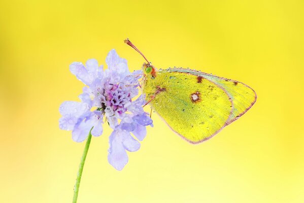 Motyl na kwiatku w kropelkach wody