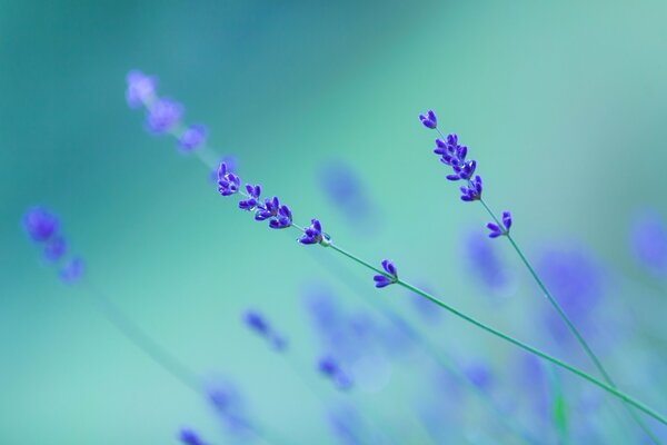 Fleur de tranquillité et de passion