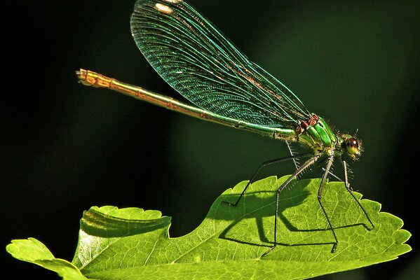 Green dragonfly on a leaf of grass