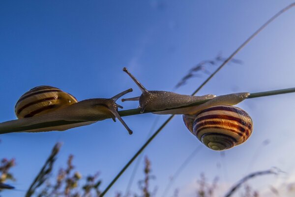 Photo de gros plan d escargots rampant les uns les autres sur un brin d herbe