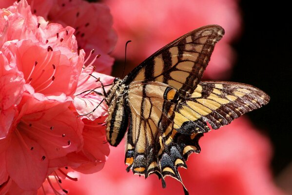 Papillon assis sur une fleur avec des pétales