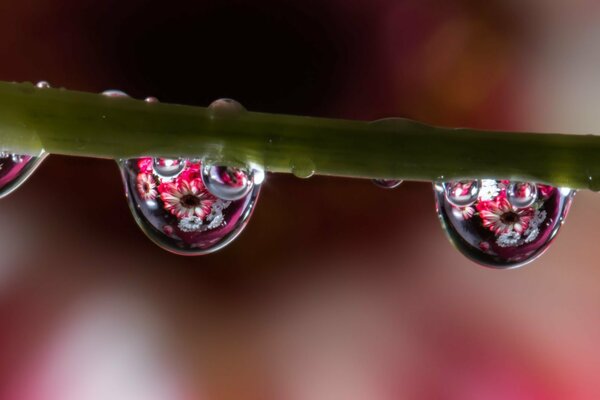 Reflection of flowers in water droplets on a green stem