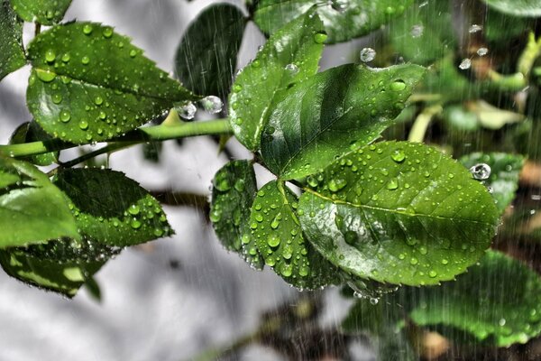 Macro raindrops on leaves