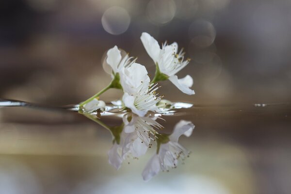 Blooming plum branch in the water