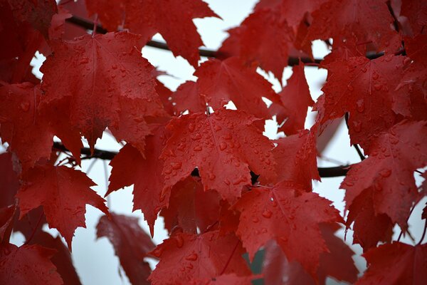 Foto di foglie di acero rosso dopo la pioggia