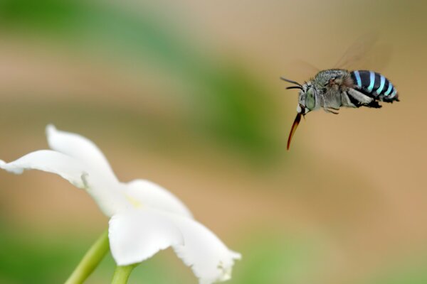 Insecte volant sur une fleur blanche