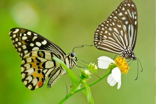 Foto de un par de mariposas con alas estampadas en una flor