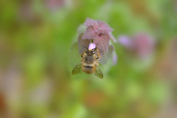 Hummel auf einer blühenden Pflanze mit einem unscharfen Hintergrund