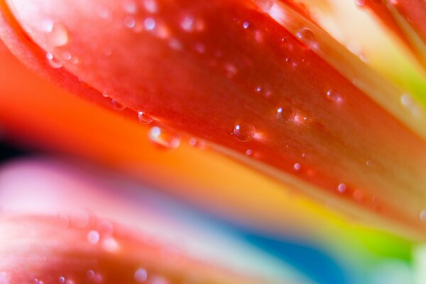 Multicolored flower with petals in dew