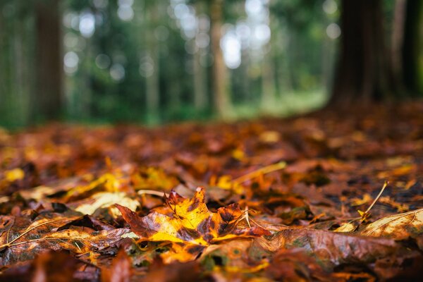 Earth with autumn leaves. Autumn