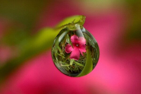 A flower reflected in a dewdrop