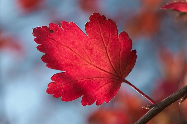 Herbstliches rotes Johannisbeerblatt