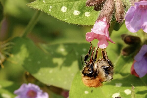 Bumblebee collecting nectar from a flower