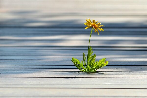 Yellow beautiful flower is growing