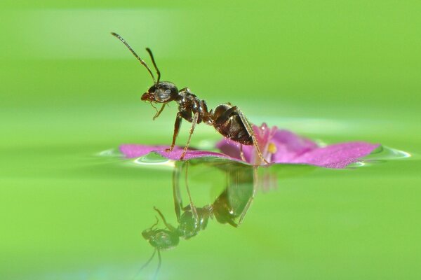 Ant on pink color in water