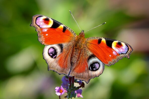 A beautiful and bright butterfly sat on a purple flower